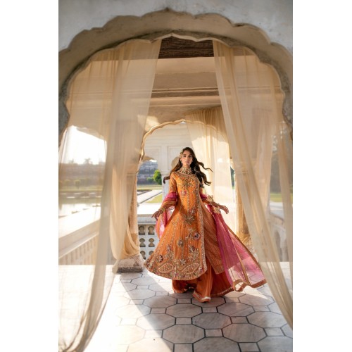 Burnt Orange Aster Angrakha