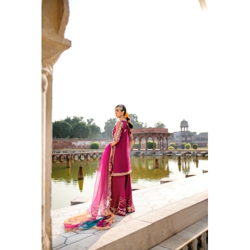 Amaranth Purple Aster Sharara Amaranth Purple Aster Sharara